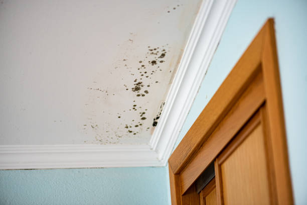 Best Mold Damage Repair  in Colonial Pine Hills, SD