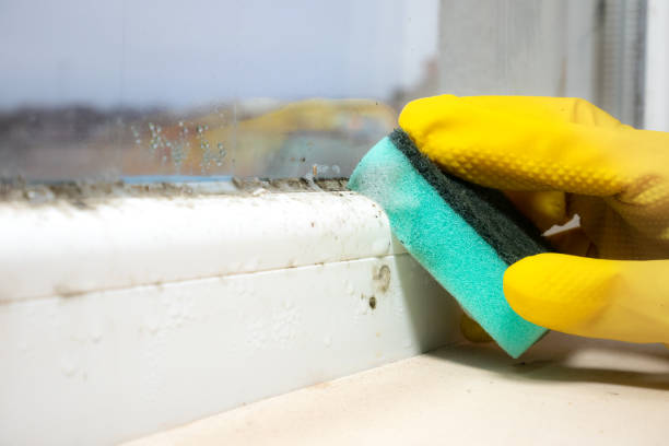 Best Mold Damage Repair  in Colonial Pine Hills, SD