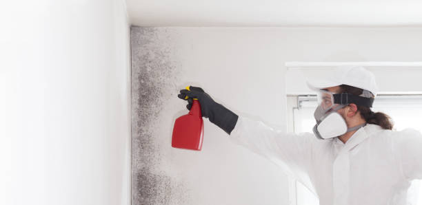 Best Black Mold Removal  in Colonial Pine Hills, SD