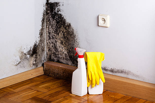 Reliable Colonial Pine Hills, SD Mold Removal Solutions